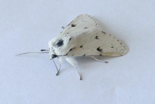 Acronicta leporina